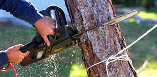 Professional Tree Services in Southside Place, TX